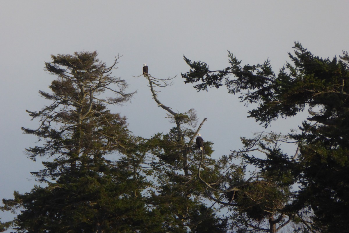 Ak Başlı Kartal - ML647200736