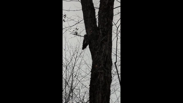 Сова неоарктична - ML647200741