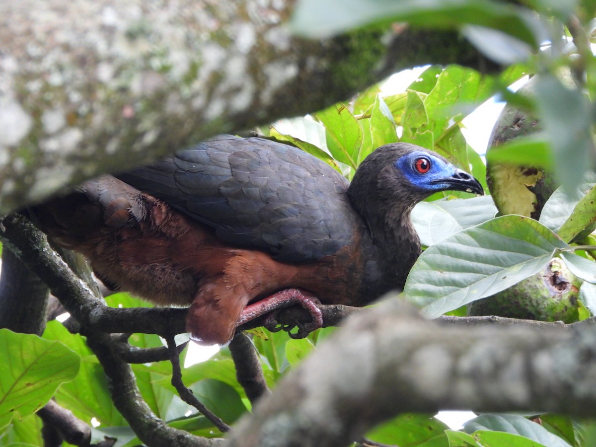 Sickle-winged Guan - ML647200745