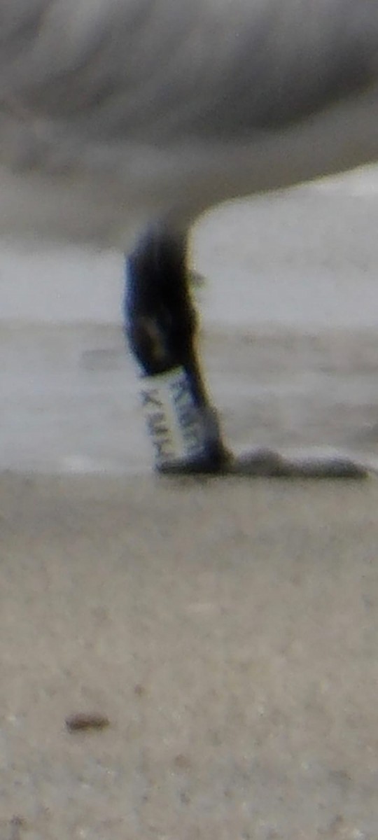 Royal Tern - ML647200748