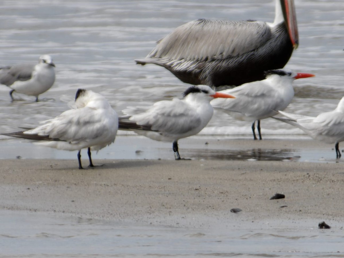 Royal Tern - ML647200749