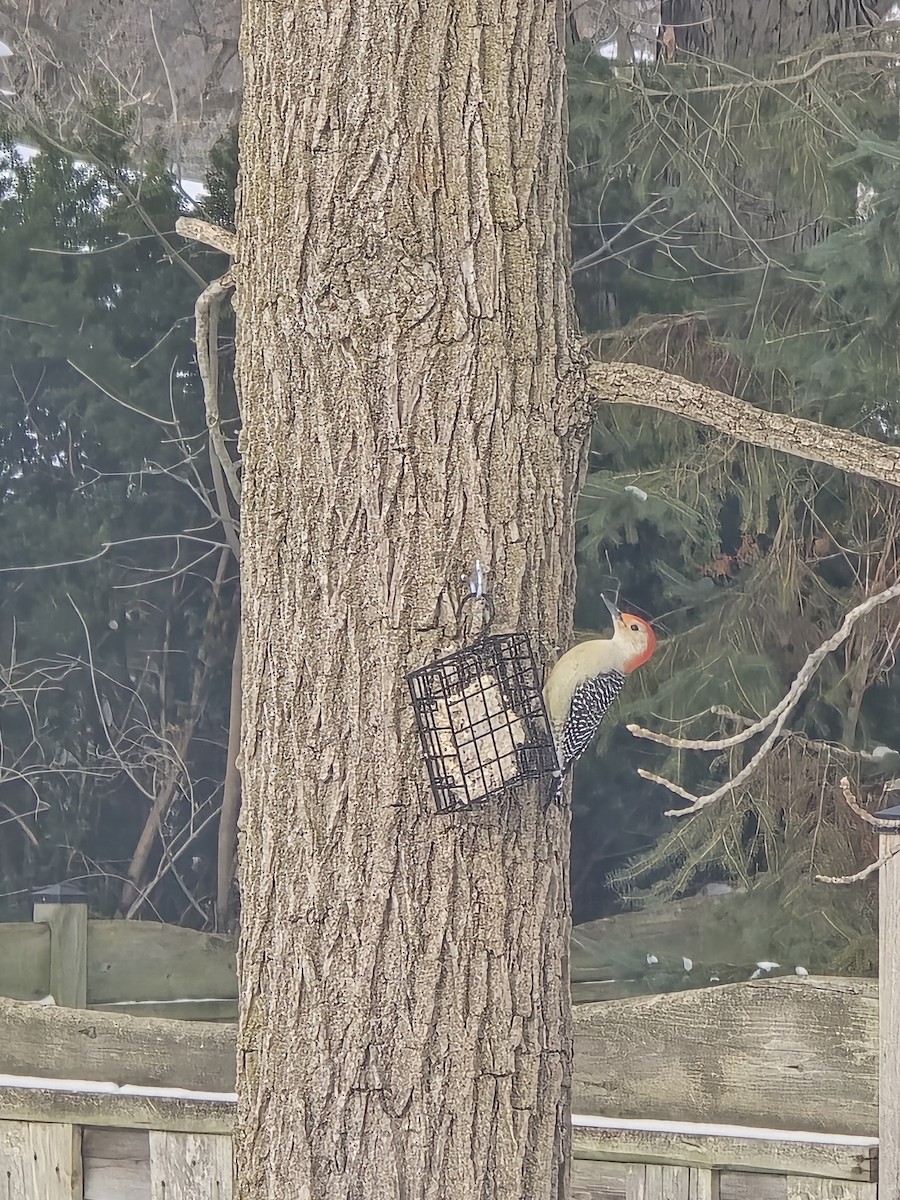 Red-bellied Woodpecker - ML647200759