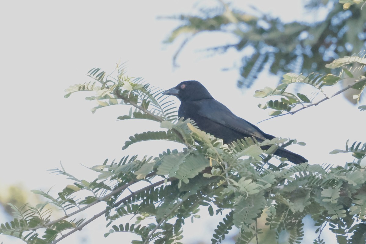 Bronzed Cowbird (Bronzed) - ML647200763