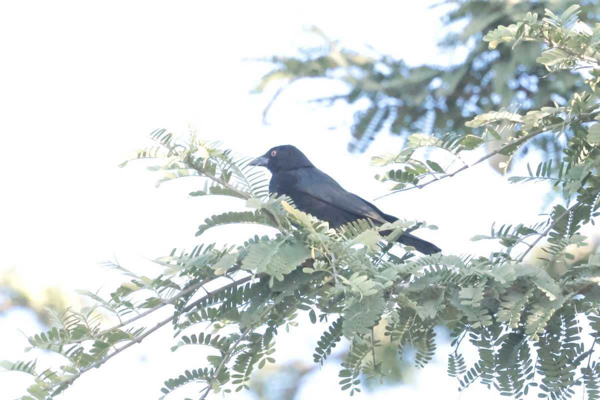 Bronzed Cowbird (Bronzed) - ML647200764