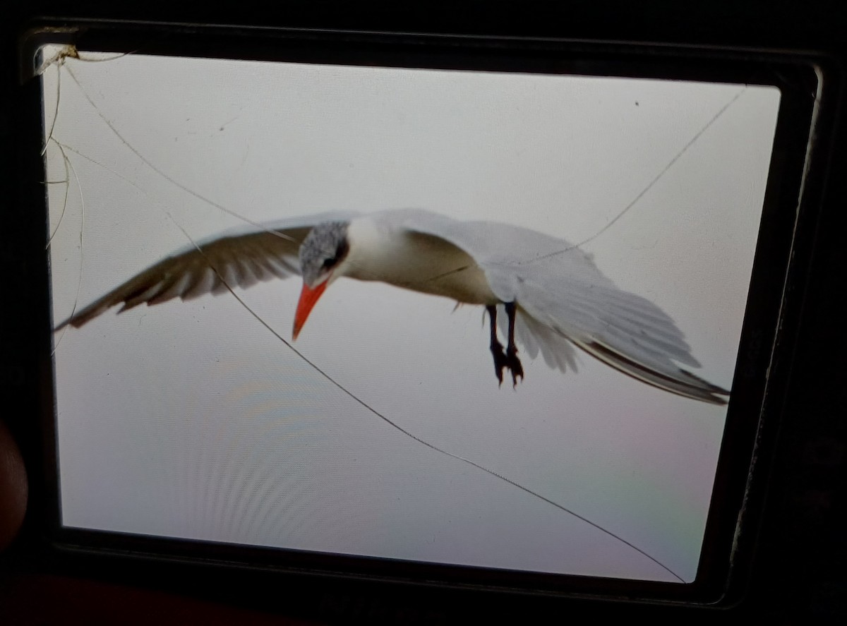 Caspian Tern - ML647200767