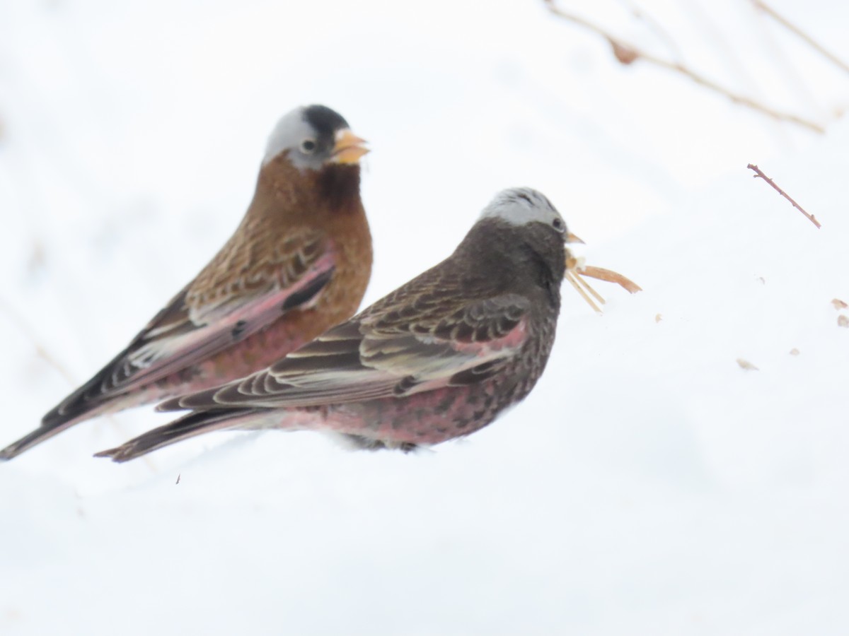 Gray-crowned Rosy-Finch (Hepburn's x Gray-crowned) - ML647200768