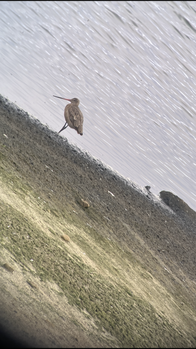 Marbled Godwit - ML647200769