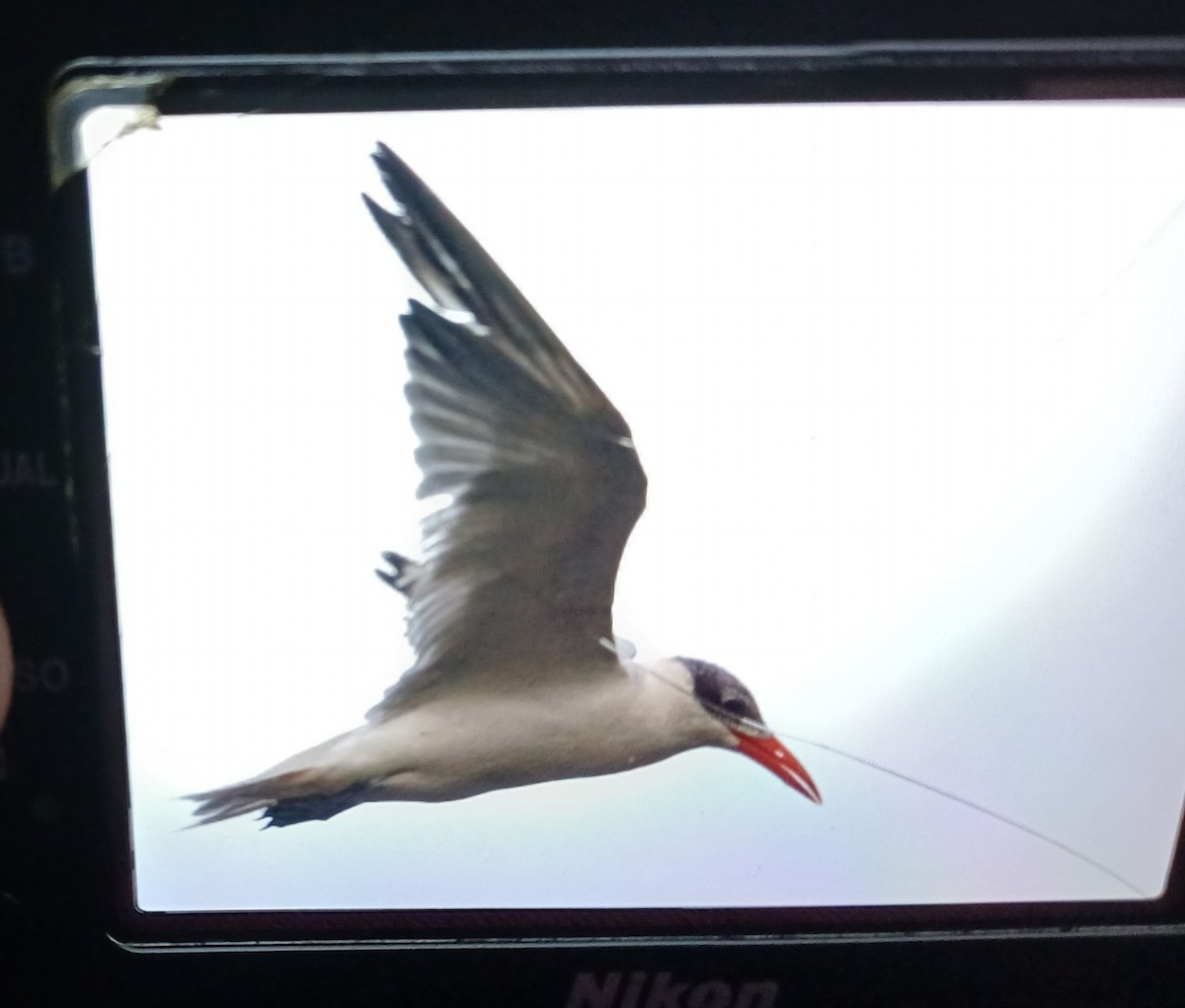 Caspian Tern - ML647200776