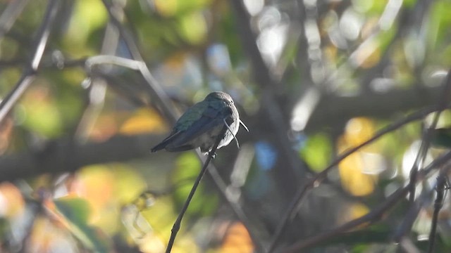 Broad-tailed Hummingbird - ML647200788