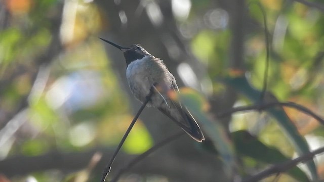Broad-tailed Hummingbird - ML647200789