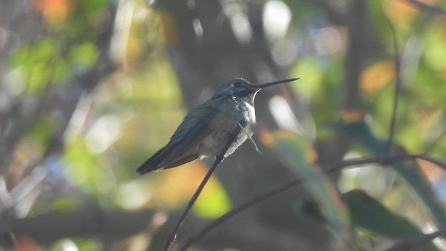 Broad-tailed Hummingbird - ML647200790