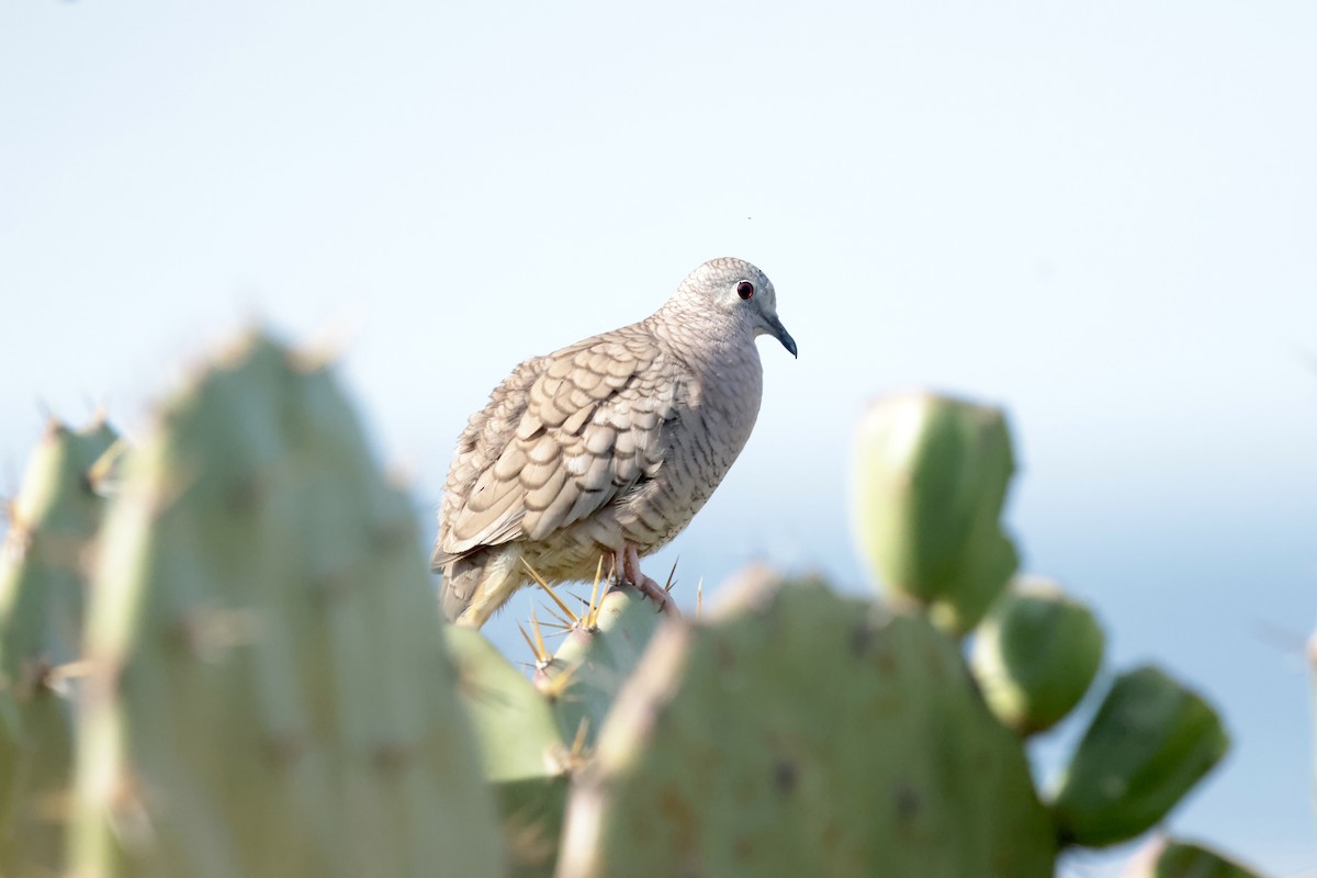 Inca Dove - ML647200791