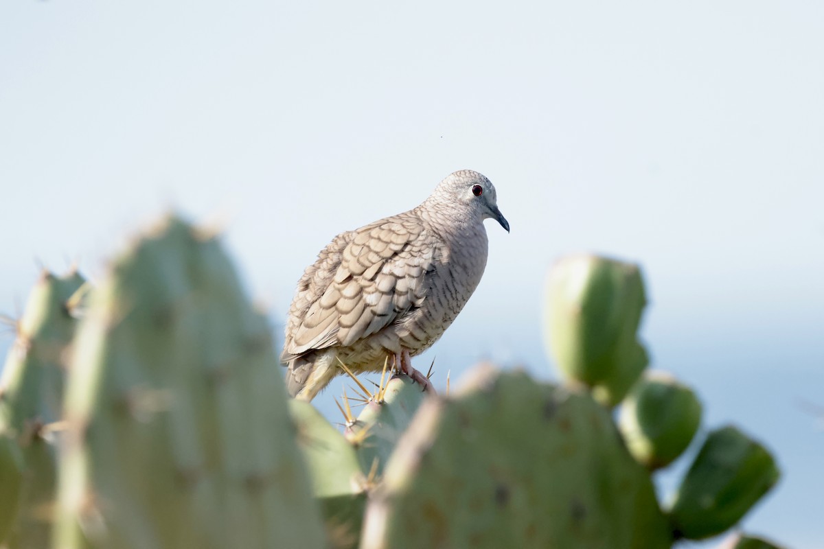 Inca Dove - ML647200792