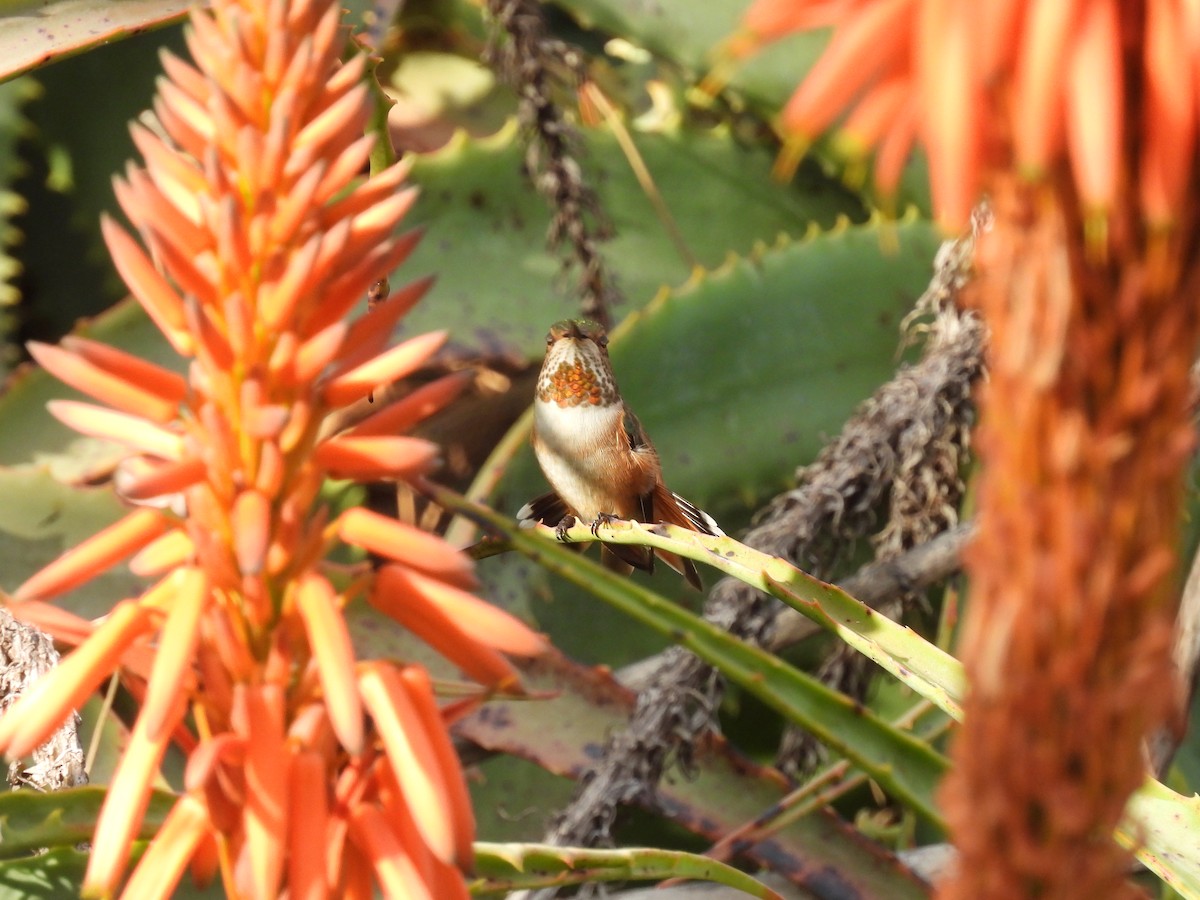 Allen's Hummingbird - ML647200793