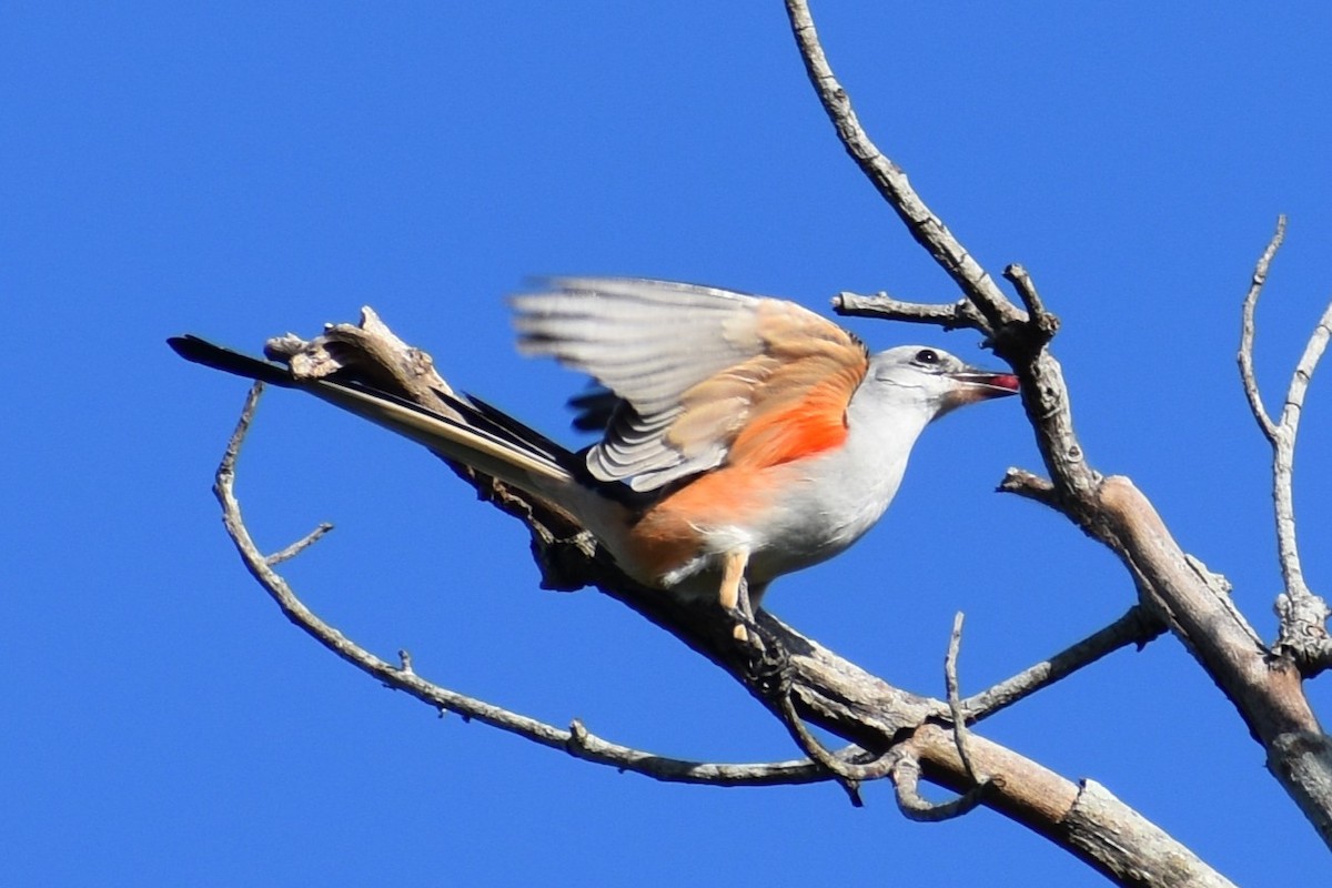 Scissor-tailed Flycatcher - ML647200795