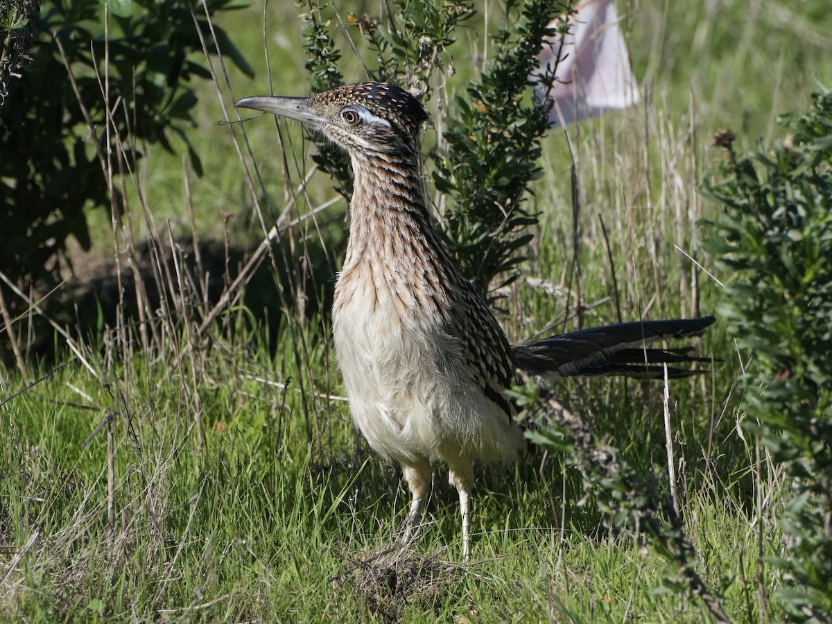 Greater Roadrunner - ML647200796