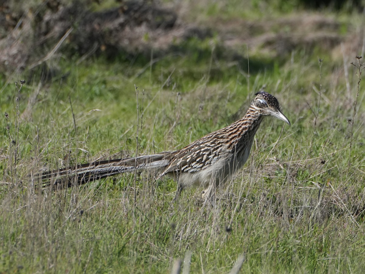 Greater Roadrunner - ML647200797