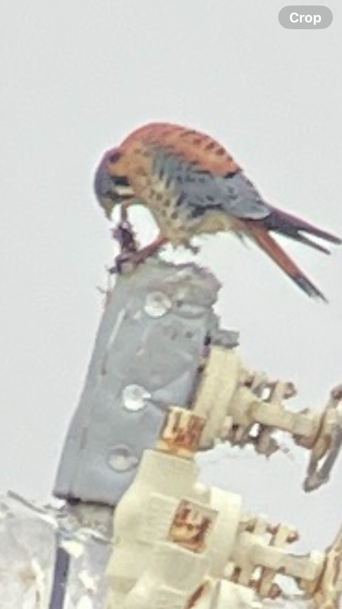 American Kestrel - ML647200798