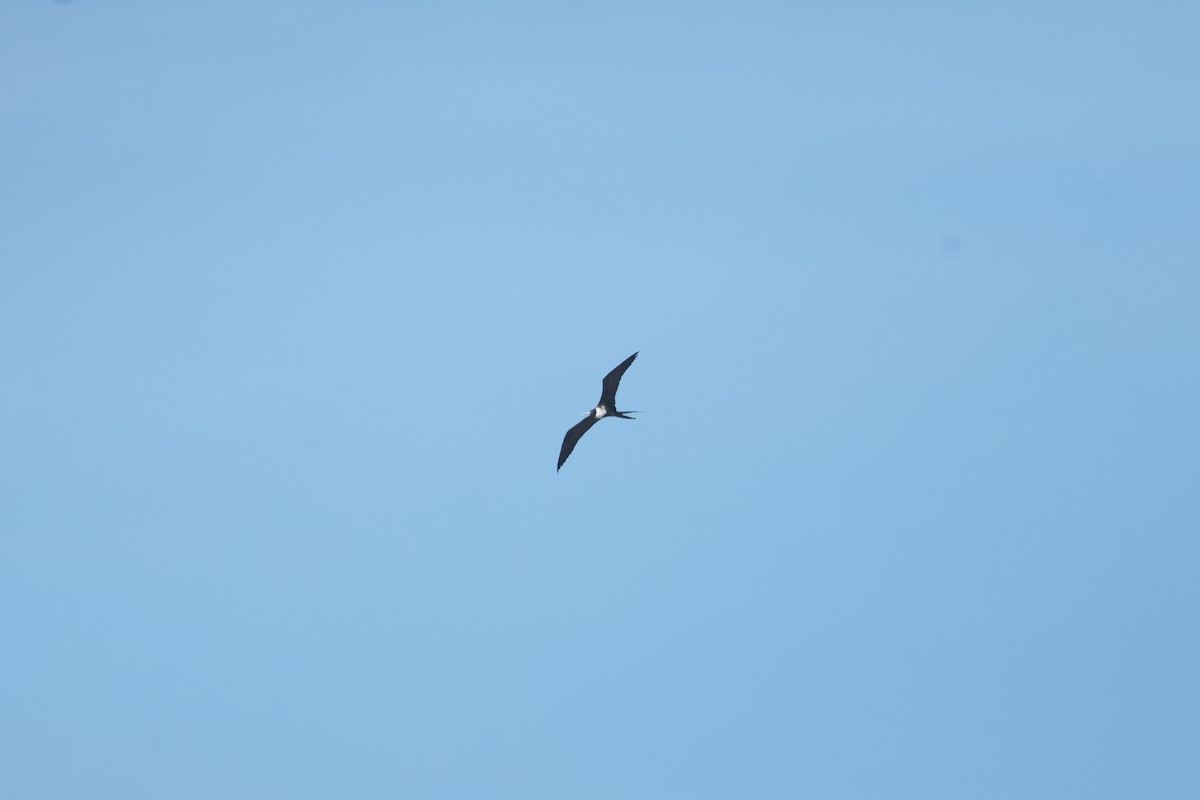 Magnificent Frigatebird - ML647200799