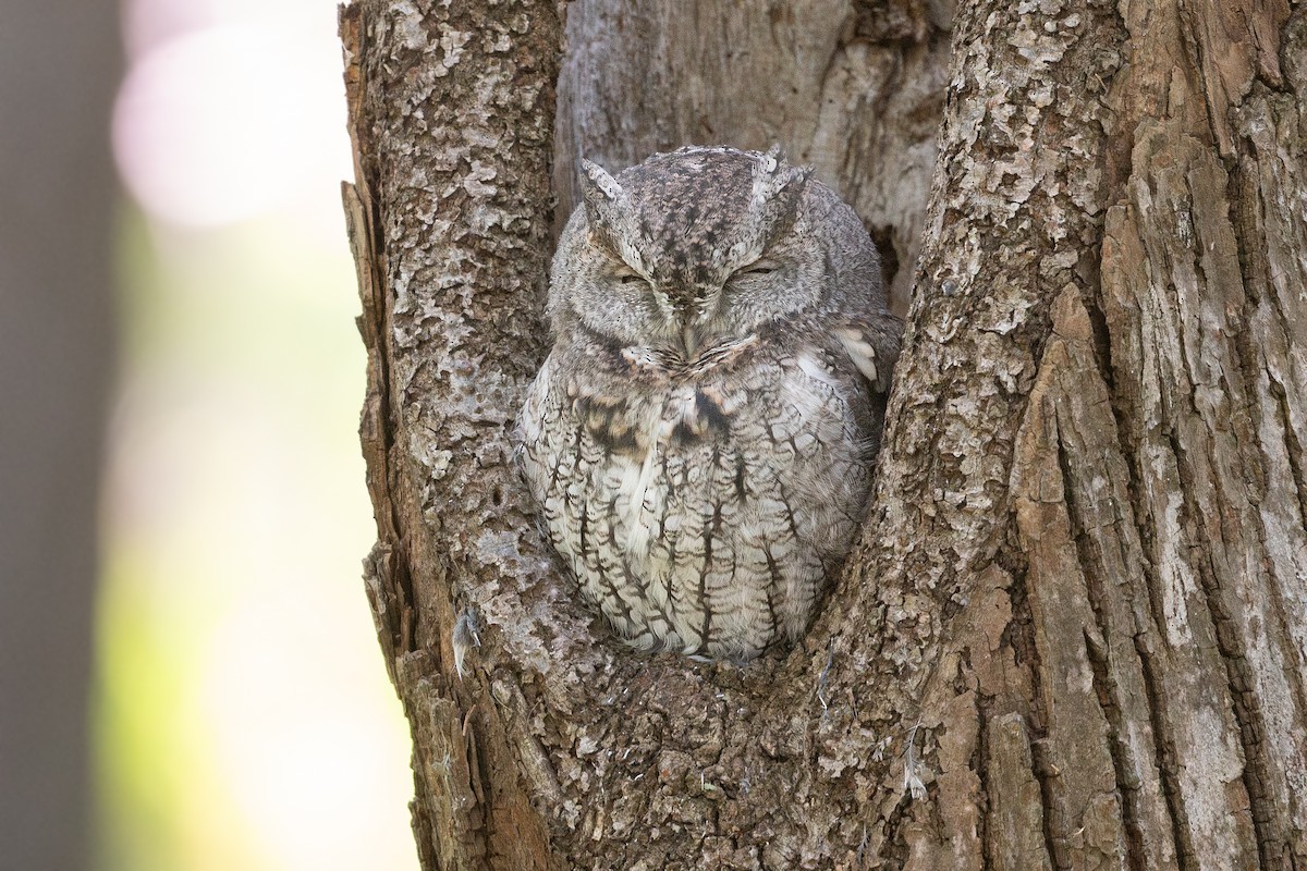 Eastern Screech-Owl - ML647200800