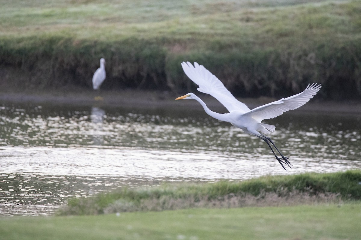 Great Egret - ML647200801
