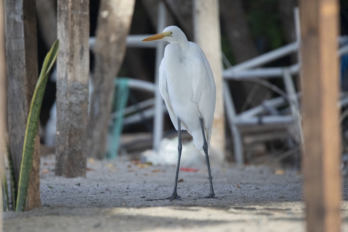 Great Egret - ML647200802