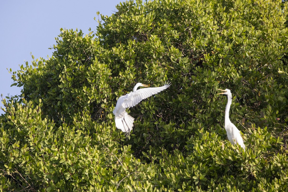 Great Egret - ML647200803