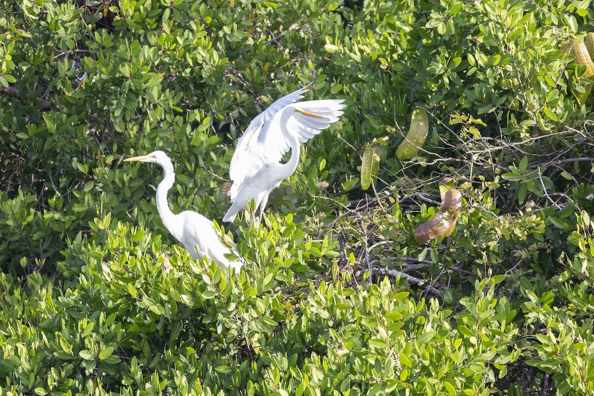 Great Egret - ML647200804