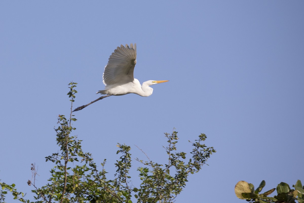Great Egret - ML647200805