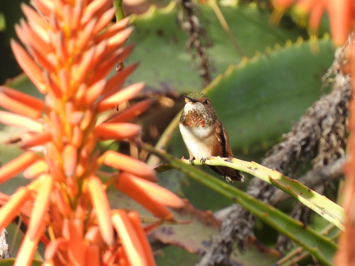 Allen's Hummingbird - ML647200806