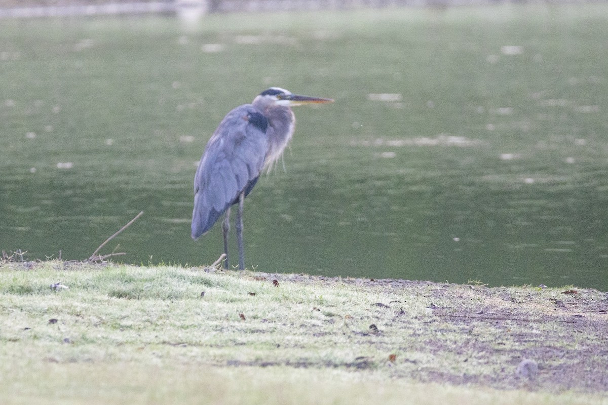 Great Blue Heron - ML647200808