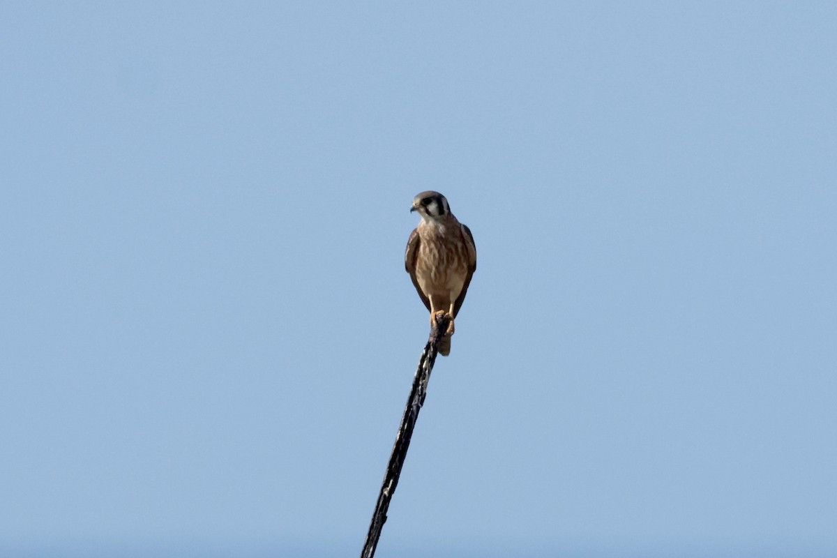 American Kestrel - ML647200809