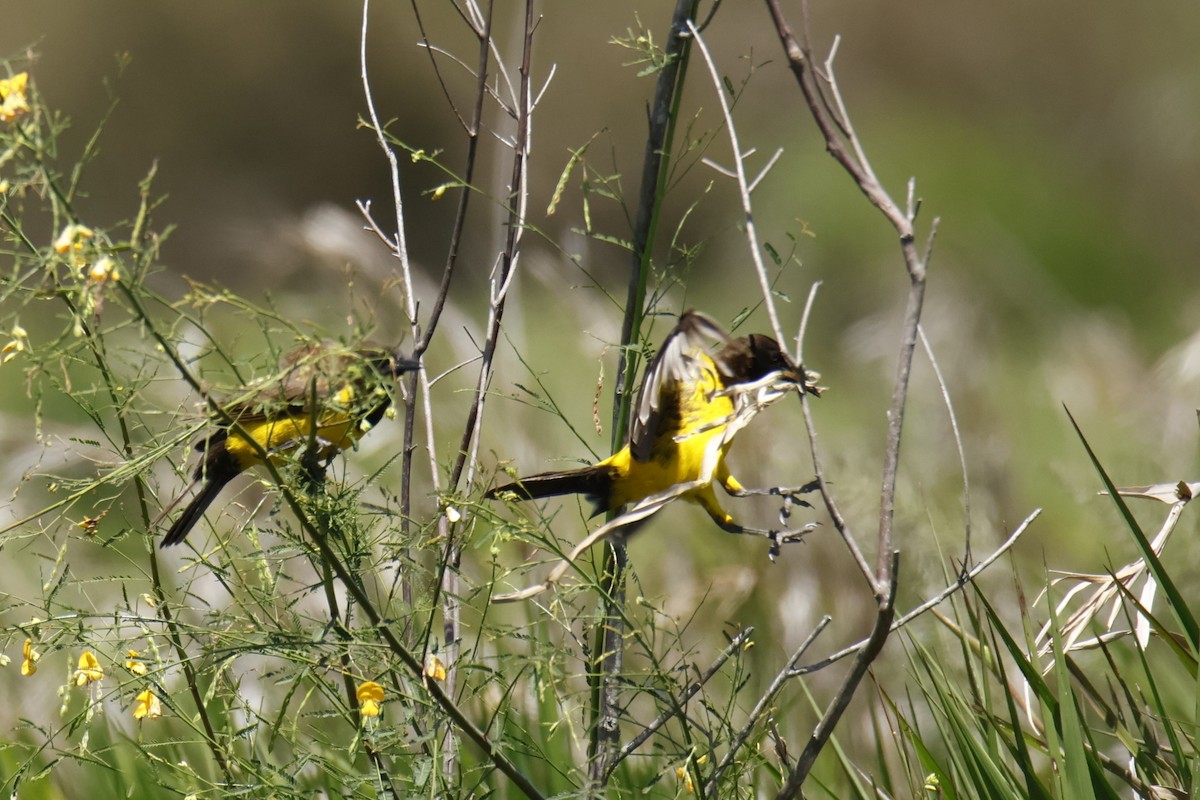 Yellow-rumped Marshbird - ML647200810