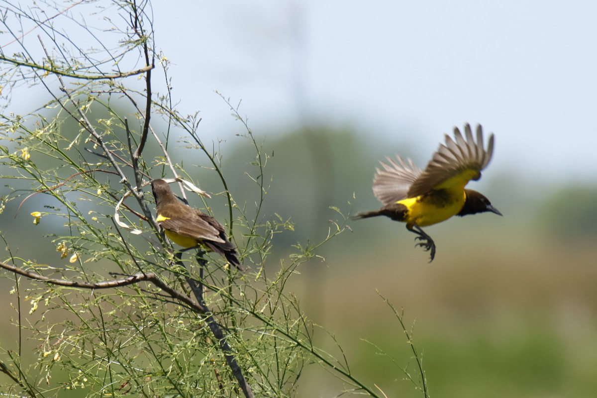 Yellow-rumped Marshbird - ML647200811