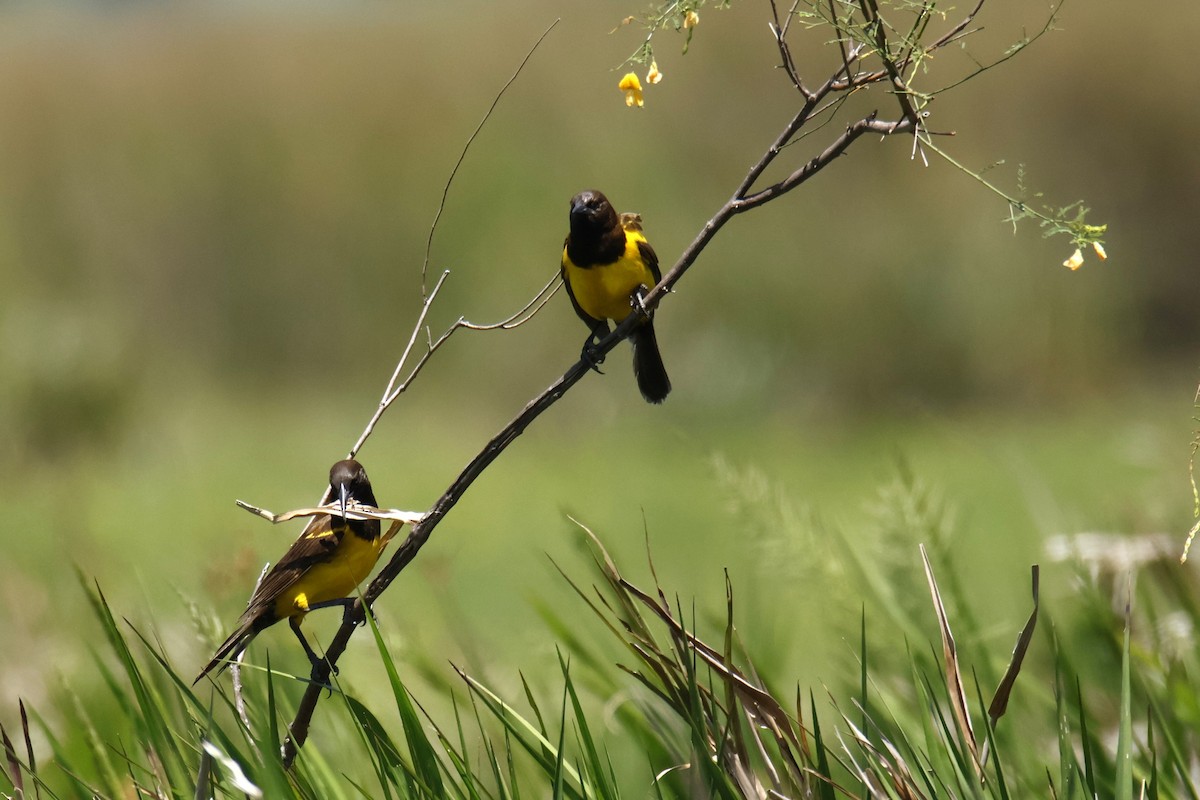 Yellow-rumped Marshbird - ML647200812