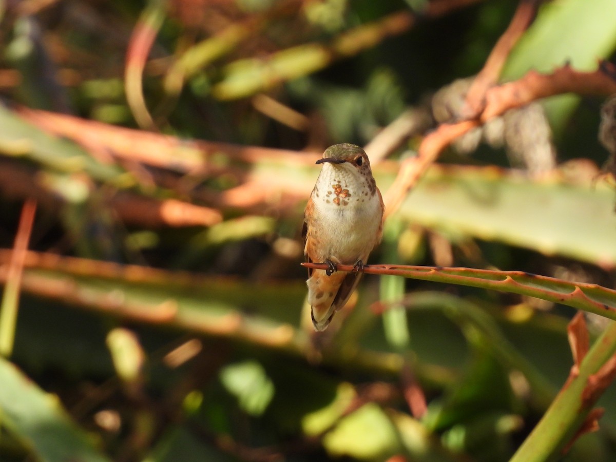 Allen's Hummingbird - ML647200813