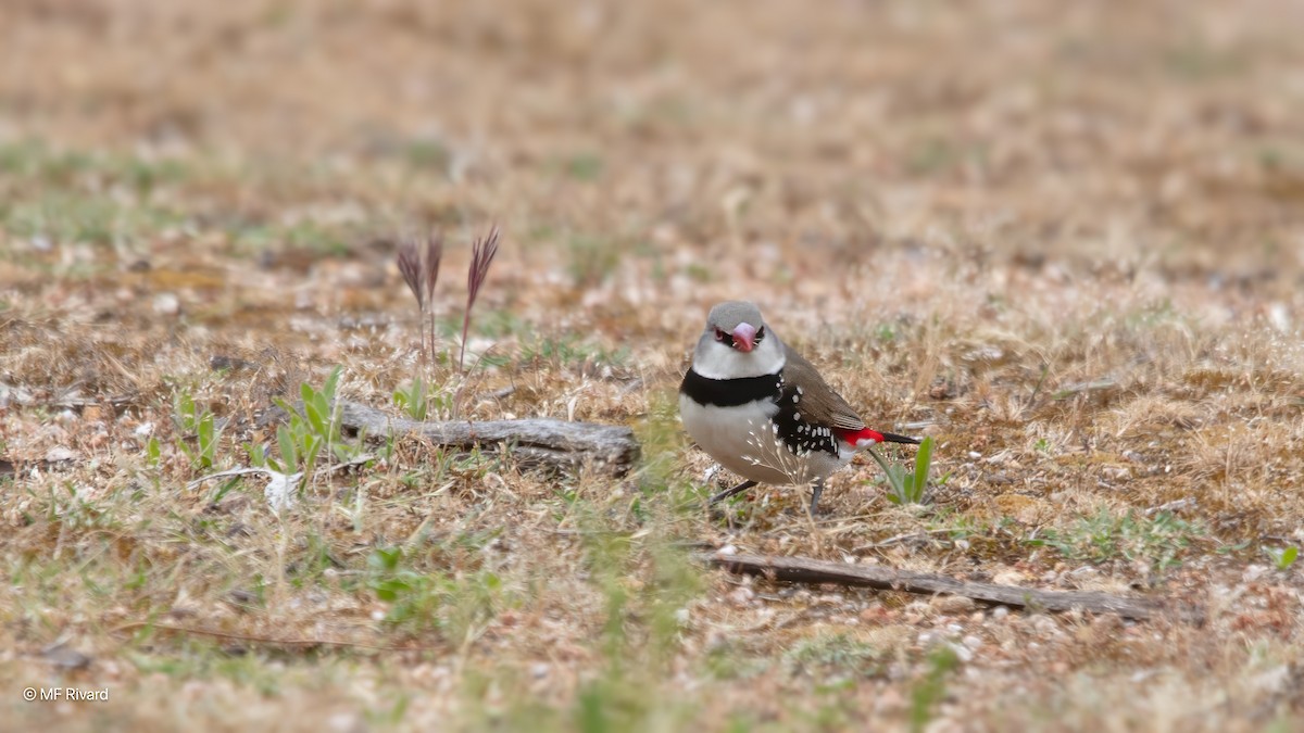 Diamond Firetail - ML647200814