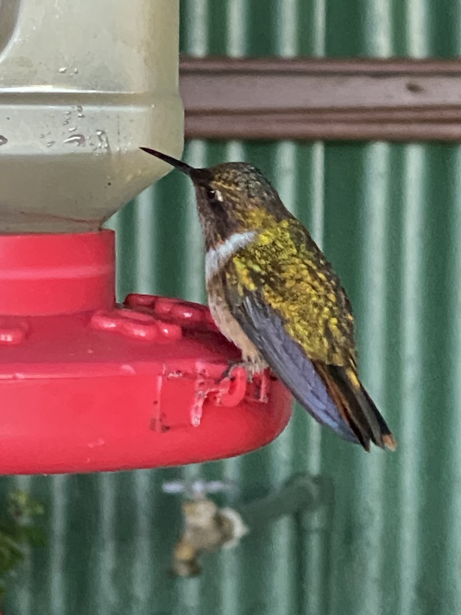 Volcano Hummingbird - ML647200815