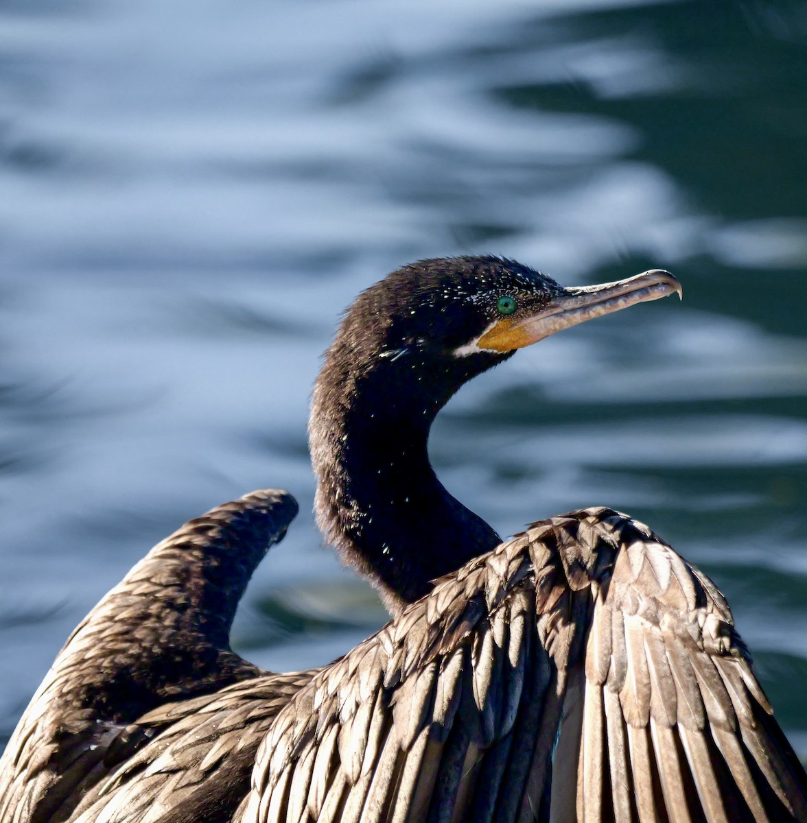 Neotropic Cormorant - ML647200816