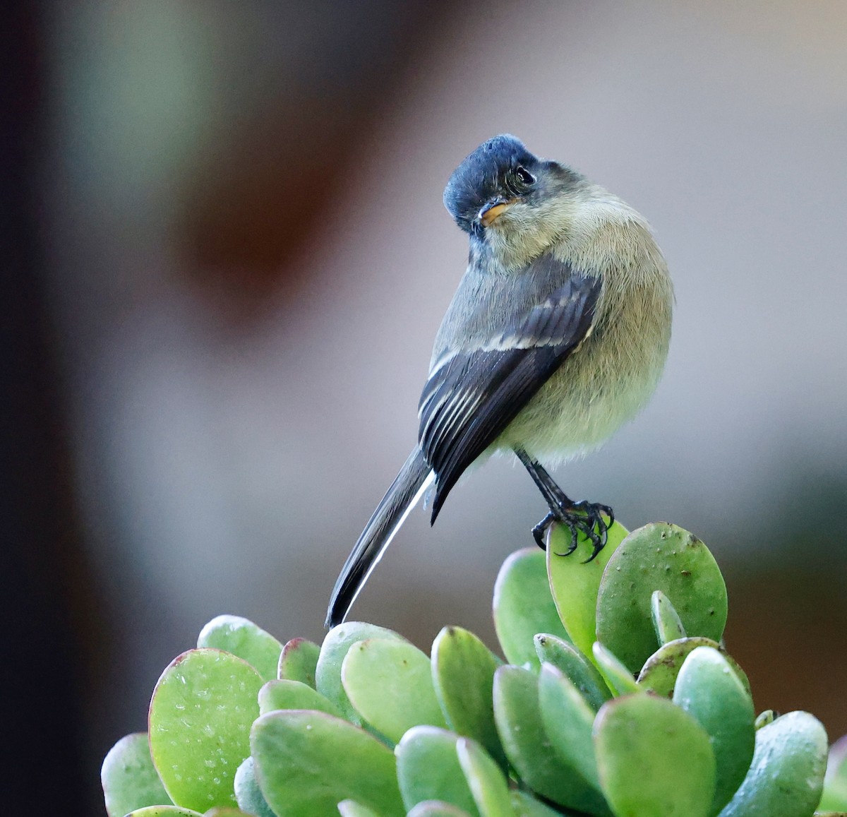 Black-capped Flycatcher - ML647200818