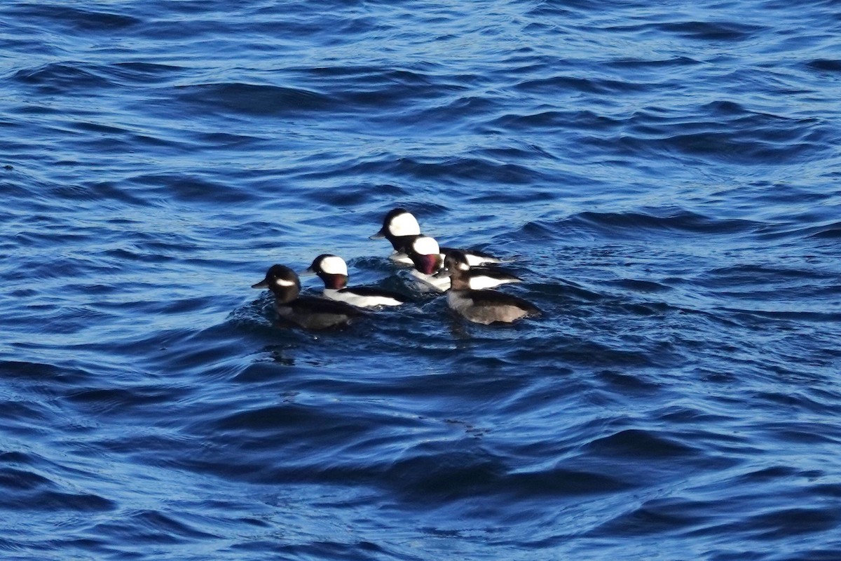 Murgilari buruzuria - ML647200826