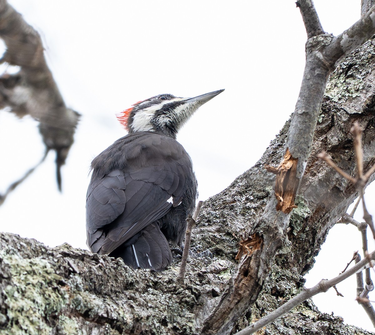 Pileated Woodpecker - ML647200827