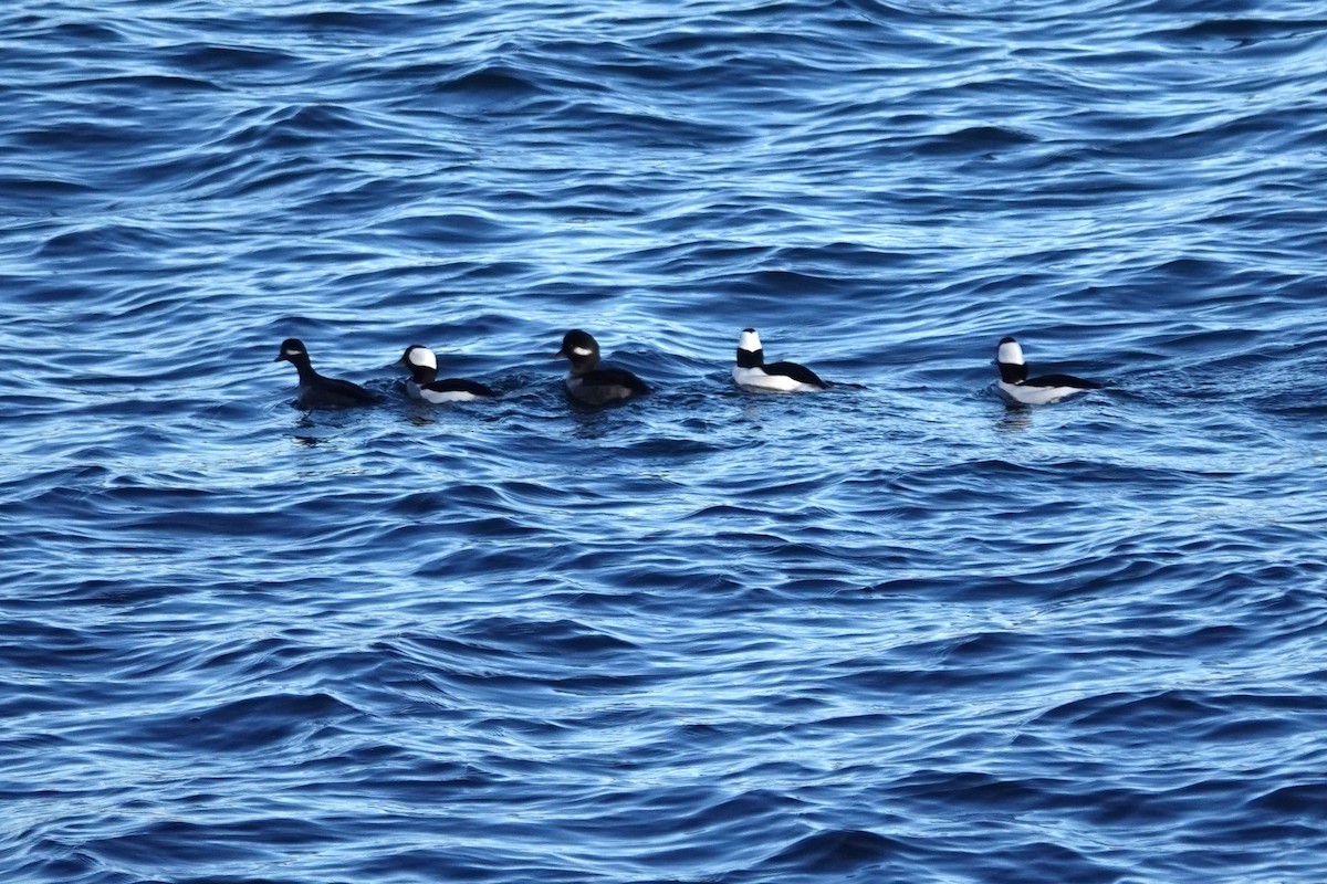 Murgilari buruzuria - ML647200828