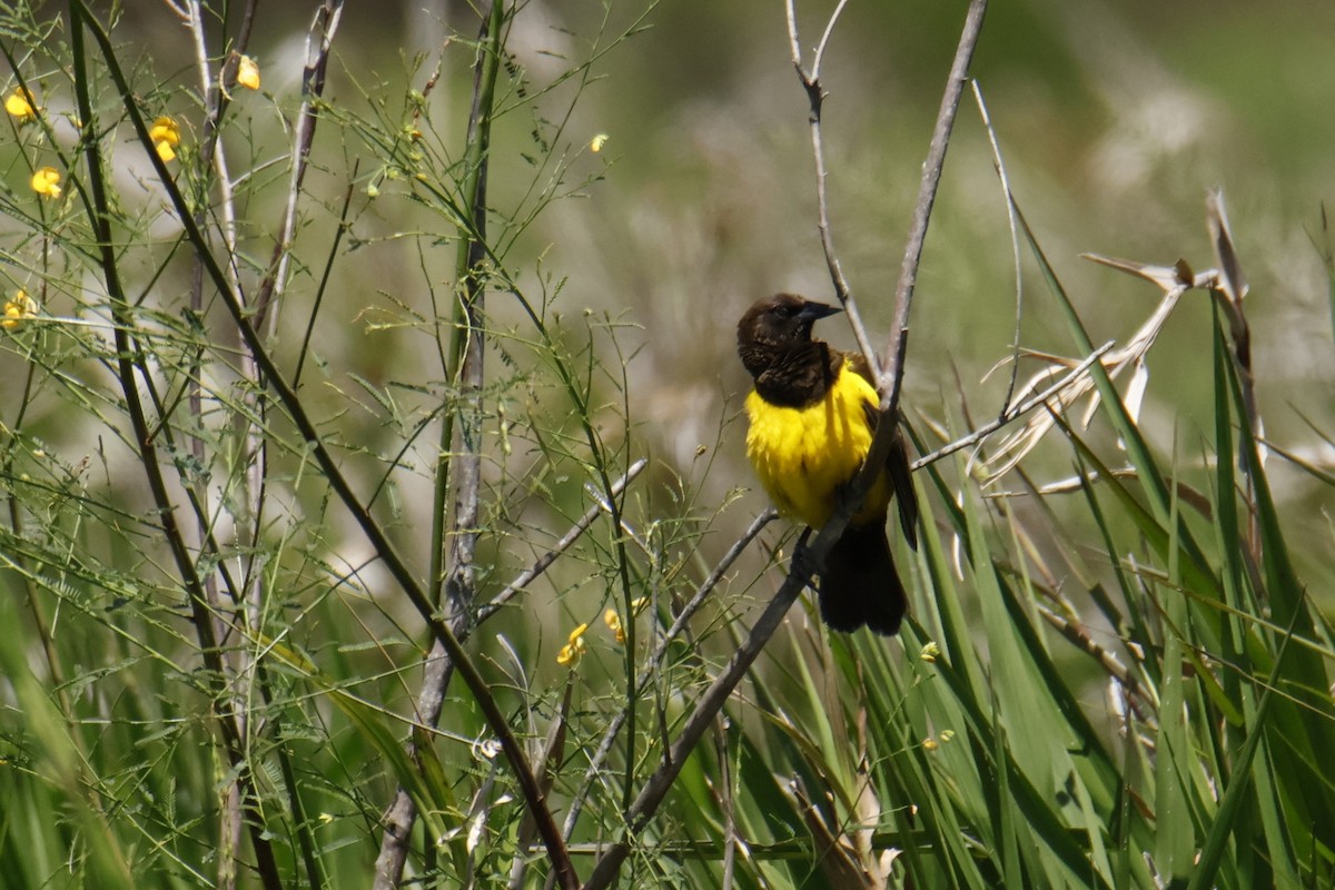 Мочарець жовтогузий - ML647200830