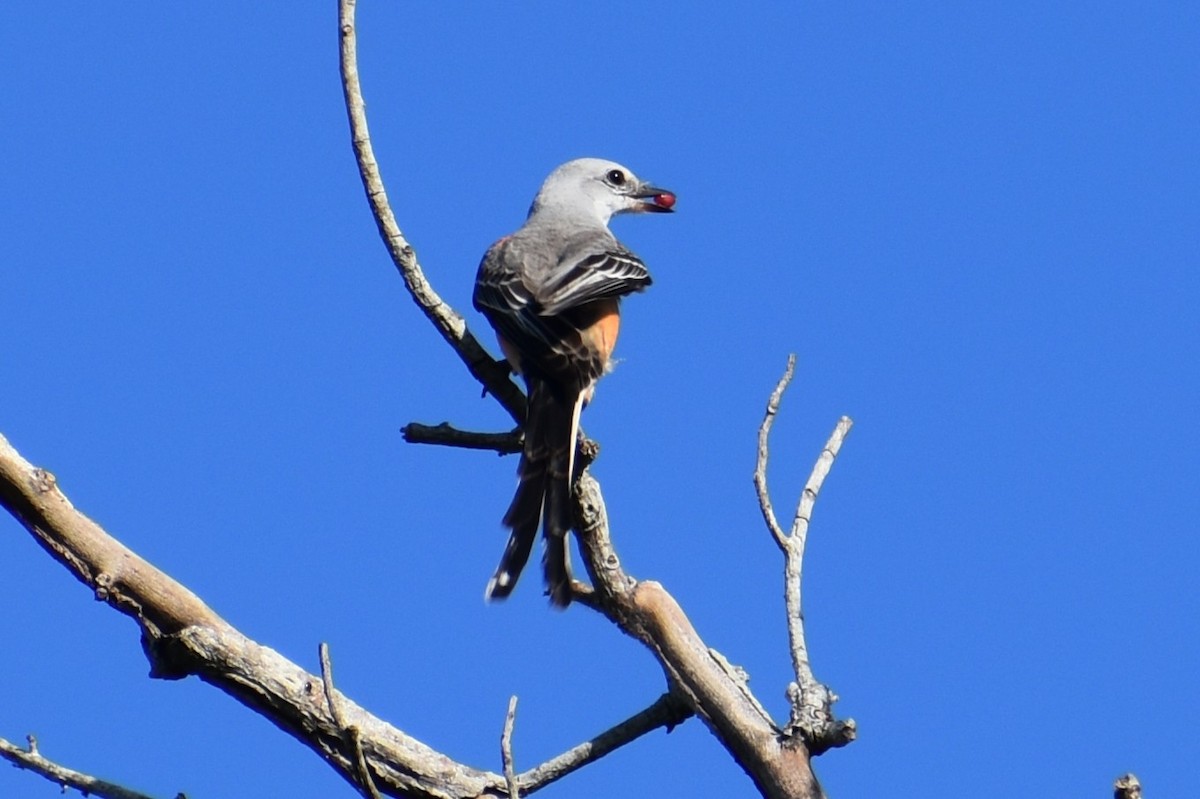 Tyran à longue queue - ML647200831