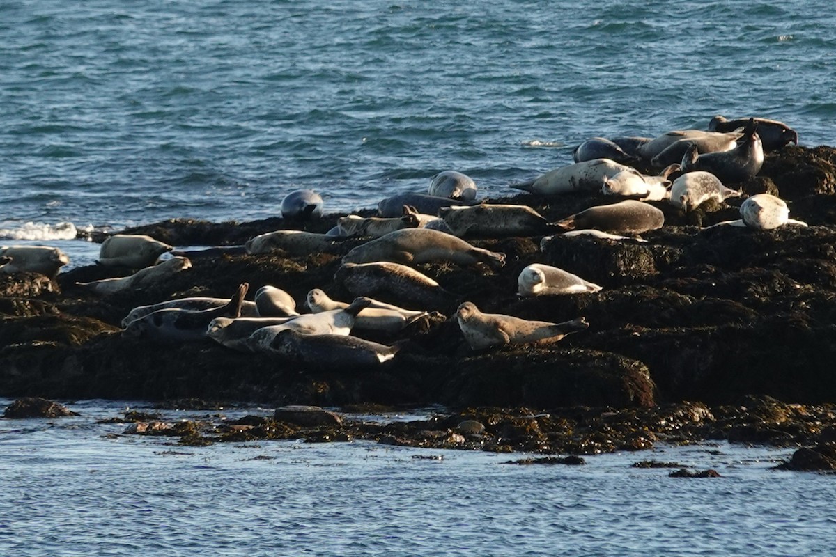 Mammals - ML647200833