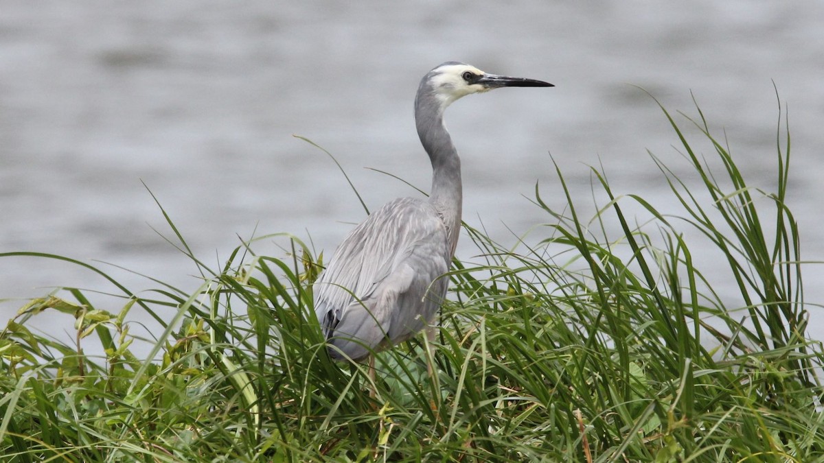White-faced Heron - ML647200843