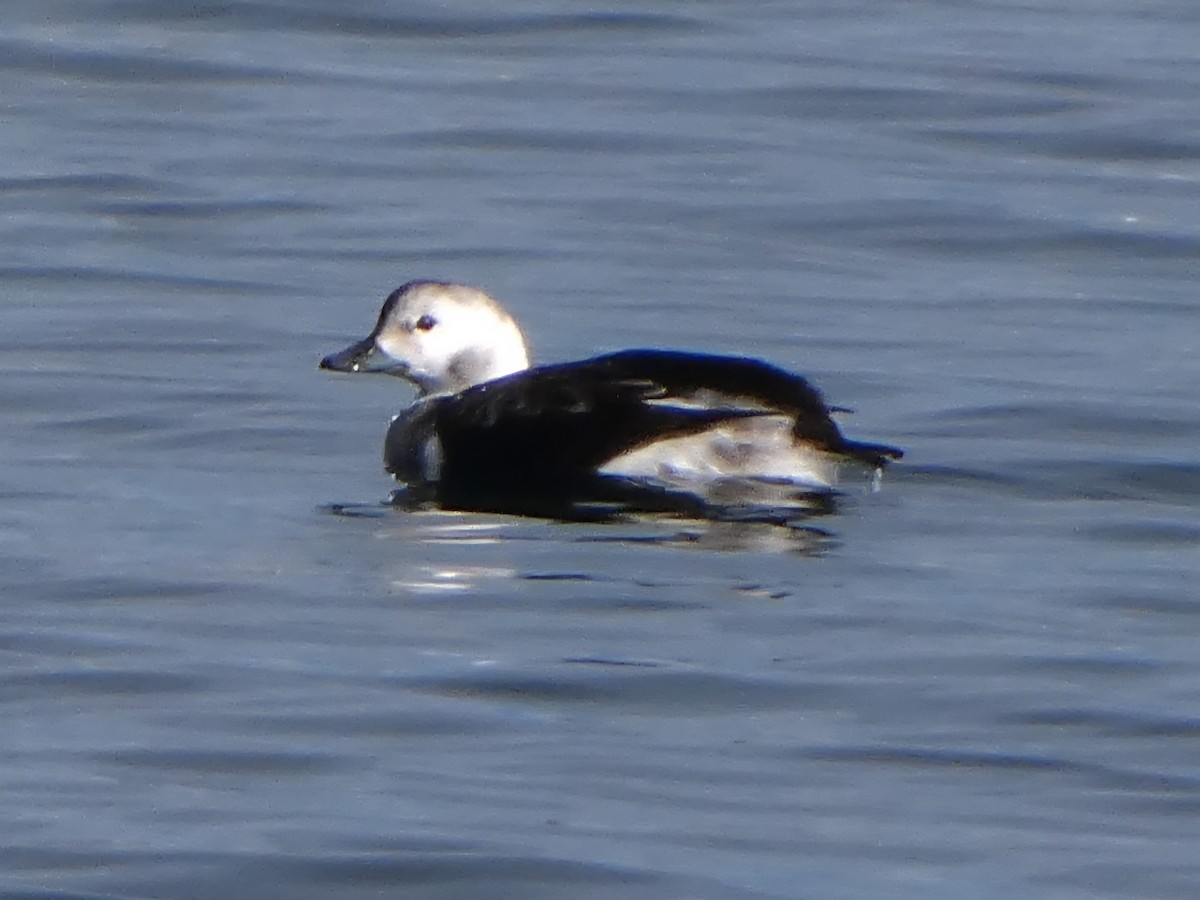 Мөнгөлөг шунгаахай - ML647200851