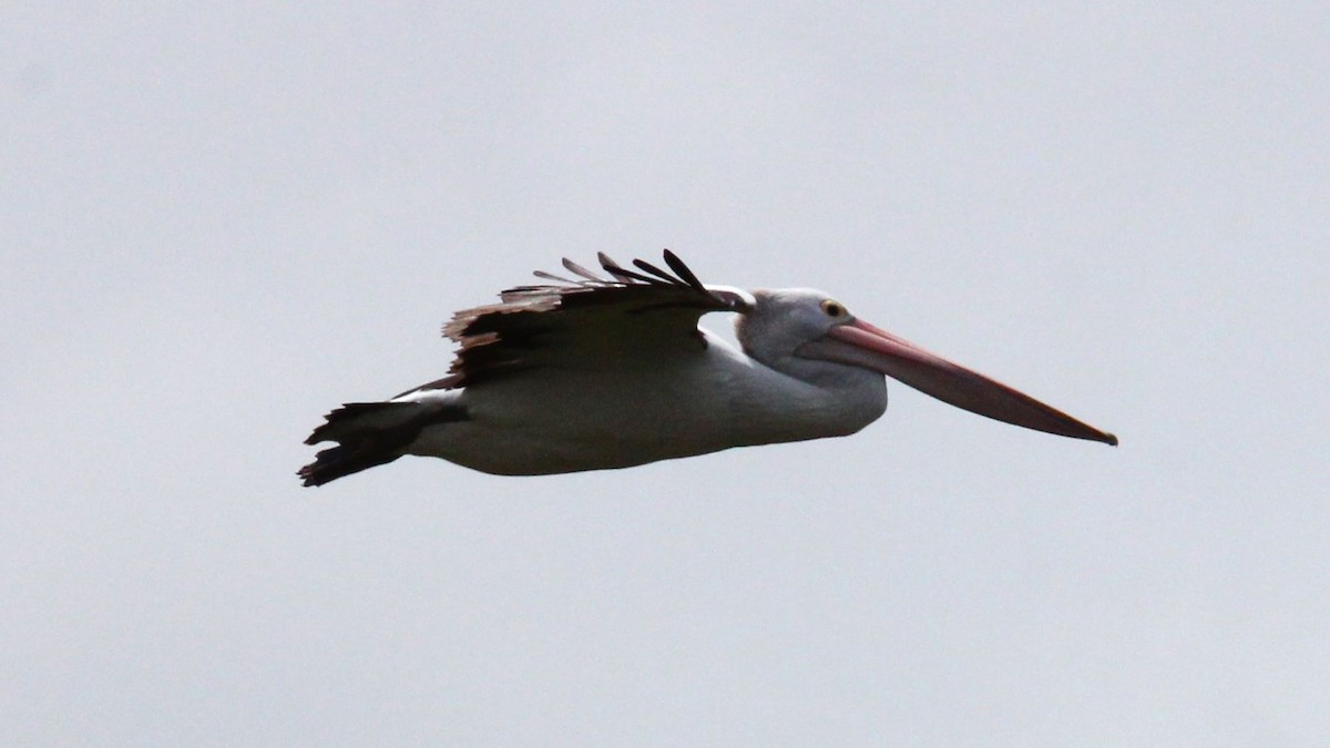 Australian Pelican - ML647200856