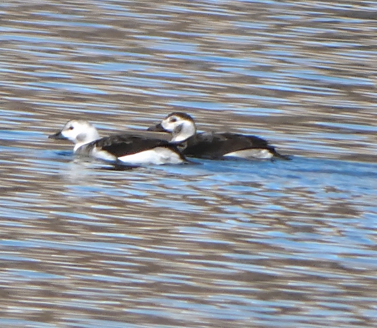 Мөнгөлөг шунгаахай - ML647200858